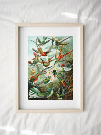 Natural-History-Birds-print