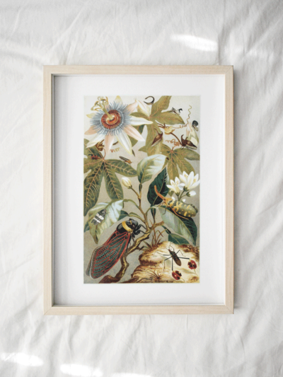natural history print