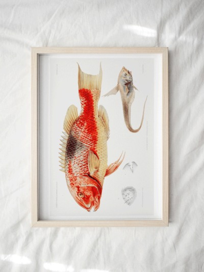 fish print