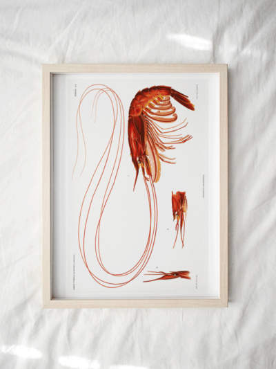crayfish print