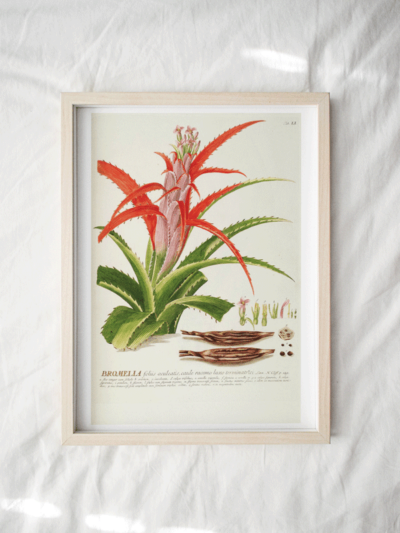 Tropical print