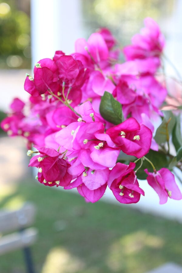 bougainvilla plant