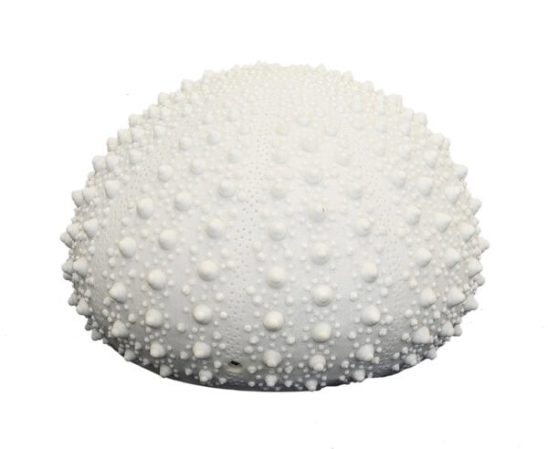 Sea Urchin Lamp