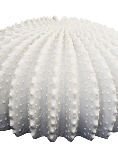 Ribbed Coral Lamp