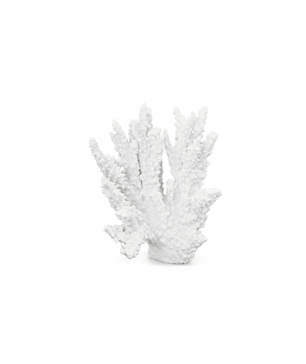 Coral Staghorn